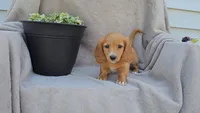 JASMINE, a female Miniature Dachshund for sale in Nappanee, IN – 2 of 5