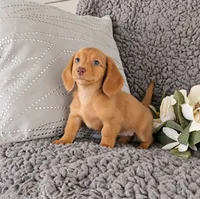 RILEY, a female Miniature Dachshund for sale in Nappanee, IN – 3 of 3