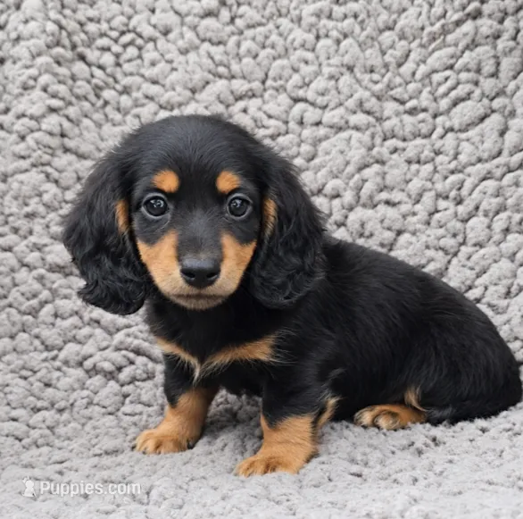 MACY – Miniature Dachshund puppy for sale in Nappanee, IN