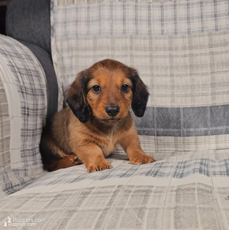 Mason – Miniature Dachshund puppy for sale in Nappanee, IN
