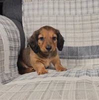 Mason, a male Miniature Dachshund for sale in Nappanee, IN – 2 of 5