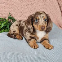 JASPER, a male Miniature Dachshund for sale in Nappanee, IN – 4 of 4