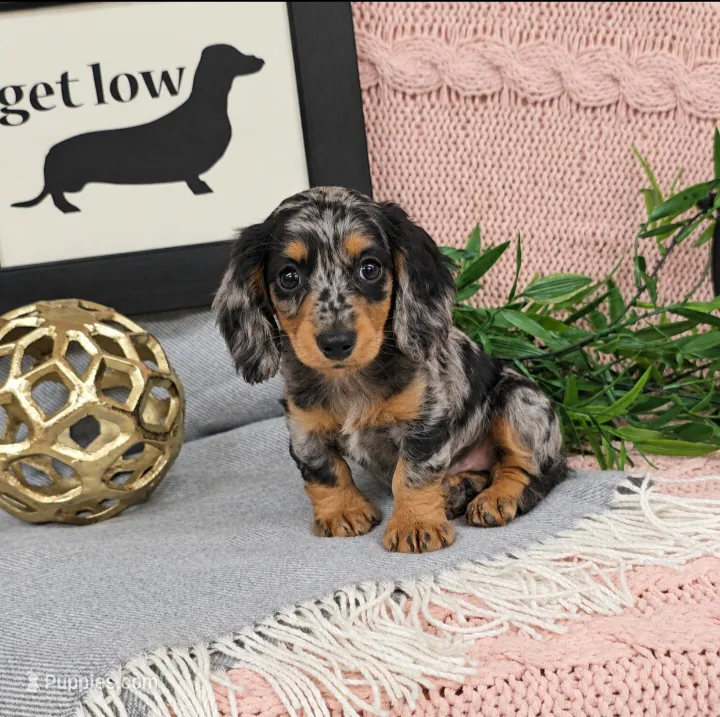 ANNABELLE  – Miniature Dachshund puppy for sale in Nappanee, IN