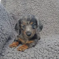 JACE, a male Miniature Dachshund for sale in Nappanee, IN – 2 of 5