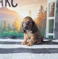 SAMMY, a male Miniature Dachshund for sale in Nappanee, IN – 2 of 5