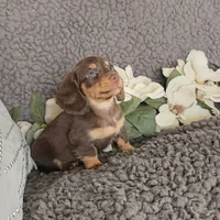 ROCKY, a male Miniature Dachshund for sale in Nappanee, IN – 3 of 5