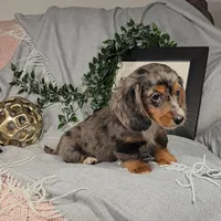 DOMINIC , a male Miniature Dachshund for sale in Nappanee, IN – Photo 4 of 4