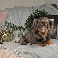 DOMINIC , a male Miniature Dachshund for sale in Nappanee, IN – Photo 3 of 4