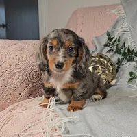 DOMINIC , a male Miniature Dachshund for sale in Nappanee, IN – Photo 2 of 4