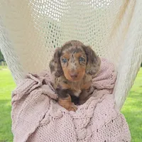 DIXIE, a female Miniature Dachshund for sale in Nappanee, IN – 5 of 5