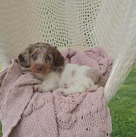 CANYON, a male Miniature Dachshund for sale in Nappanee, IN – 2 of 5