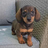 PIPER, a female Miniature Dachshund for sale in Nappanee, IN – 3 of 5