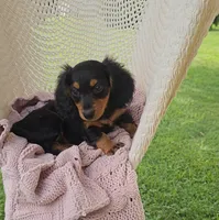 WEBSTER, a male Miniature Dachshund for sale in Nappanee, IN – 5 of 5