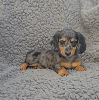 JANIE, a female Miniature Dachshund for sale in Nappanee, IN – 3 of 5