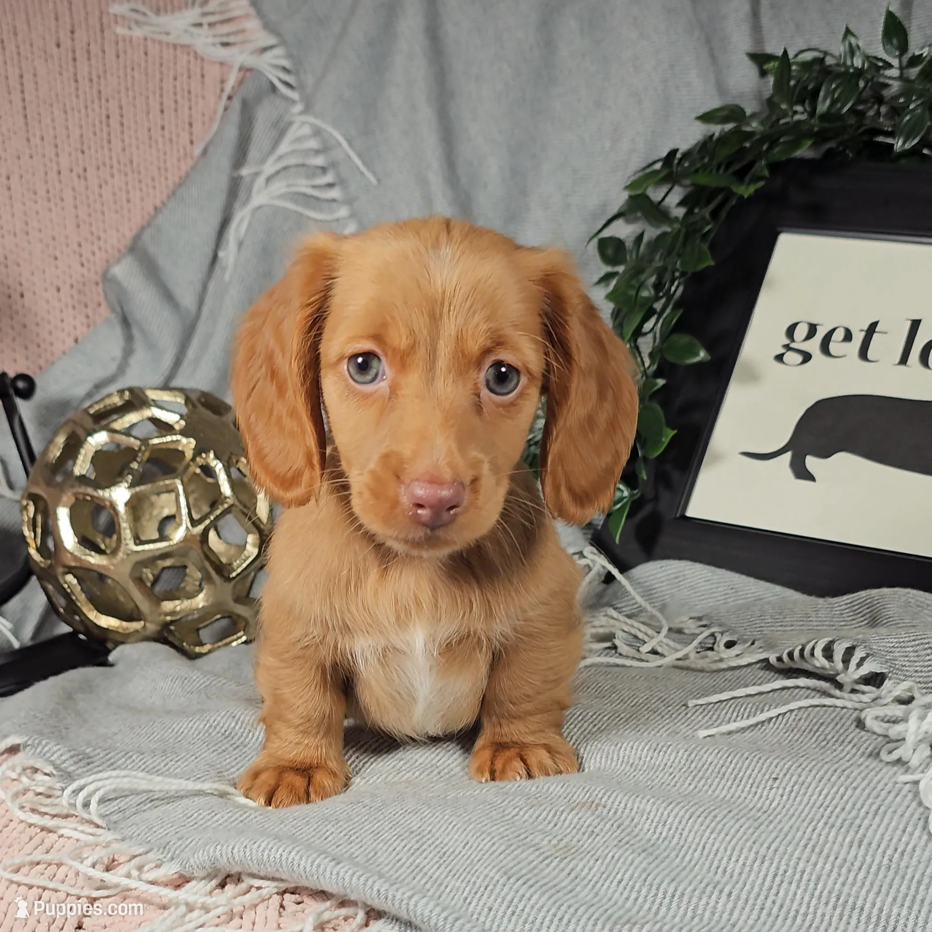 SOLOMON  – Miniature Dachshund puppy for sale in Nappanee, IN
