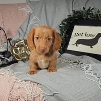 SOLOMON , a male Miniature Dachshund for sale in Nappanee, IN – Photo 4 of 4