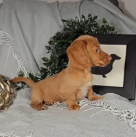 SOLOMON , a male Miniature Dachshund for sale in Nappanee, IN – Photo 2 of 4