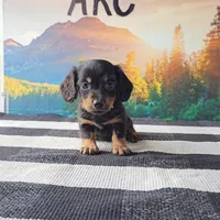 RUDY, a male Miniature Dachshund for sale in Nappanee, IN – 3 of 4