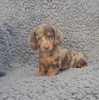 JASMINE , a female Miniature Dachshund for sale in Nappanee, IN – 2 of 3