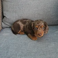 ELVIS, a male Miniature Dachshund for sale in Nappanee, IN – 4 of 5