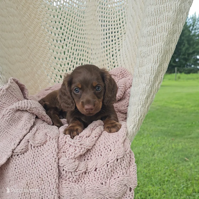 WESTON – Miniature Dachshund puppy for sale in Nappanee, IN