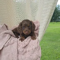 WESTON, a male Miniature Dachshund for sale in Nappanee, IN – 1 of 3