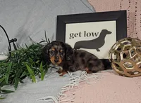 BOONE, a male Miniature Dachshund for sale in Nappanee, IN – Photo 6 of 7