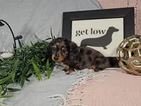 BOONE, a male Miniature Dachshund for sale in Nappanee, IN – Photo 5 of 7