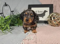 BOONE, a male Miniature Dachshund for sale in Nappanee, IN – Photo 7 of 7