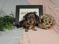 BOONE, a male Miniature Dachshund for sale in Nappanee, IN – Photo 3 of 7