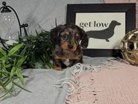 BOONE, a male Miniature Dachshund for sale in Nappanee, IN – Photo 4 of 7