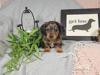BOONE, a male Miniature Dachshund for sale in Nappanee, IN – Photo 2 of 7