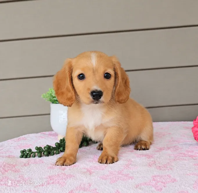GOLDIE – Miniature Dachshund puppy for sale in Nappanee, IN