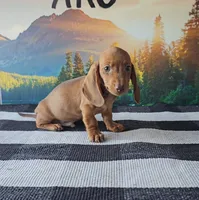 JASE, a male Miniature Dachshund for sale in Nappanee, IN – 3 of 3