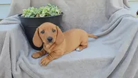 JASPER, a male Miniature Dachshund for sale in Nappanee, IN – 3 of 3