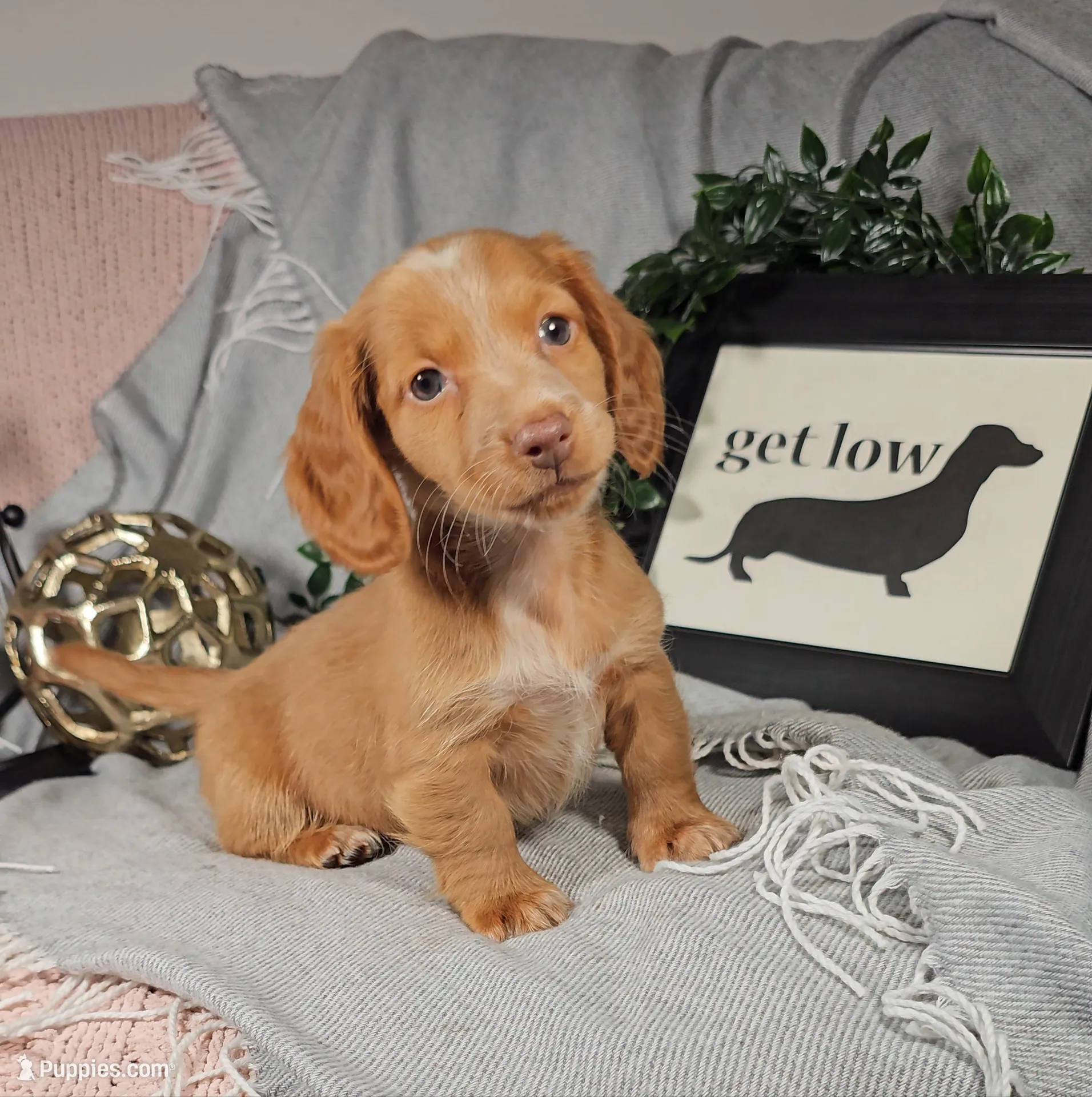 SAMSON – Miniature Dachshund puppy for sale in Nappanee, IN