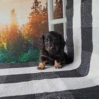 RICKY, a male Miniature Dachshund for sale in Nappanee, IN – 2 of 3