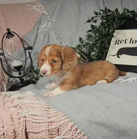 EDEN, a female Miniature Dachshund for sale in Nappanee, IN – Photo 3 of 4