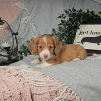 EDEN, a female Miniature Dachshund for sale in Nappanee, IN – Photo 2 of 4