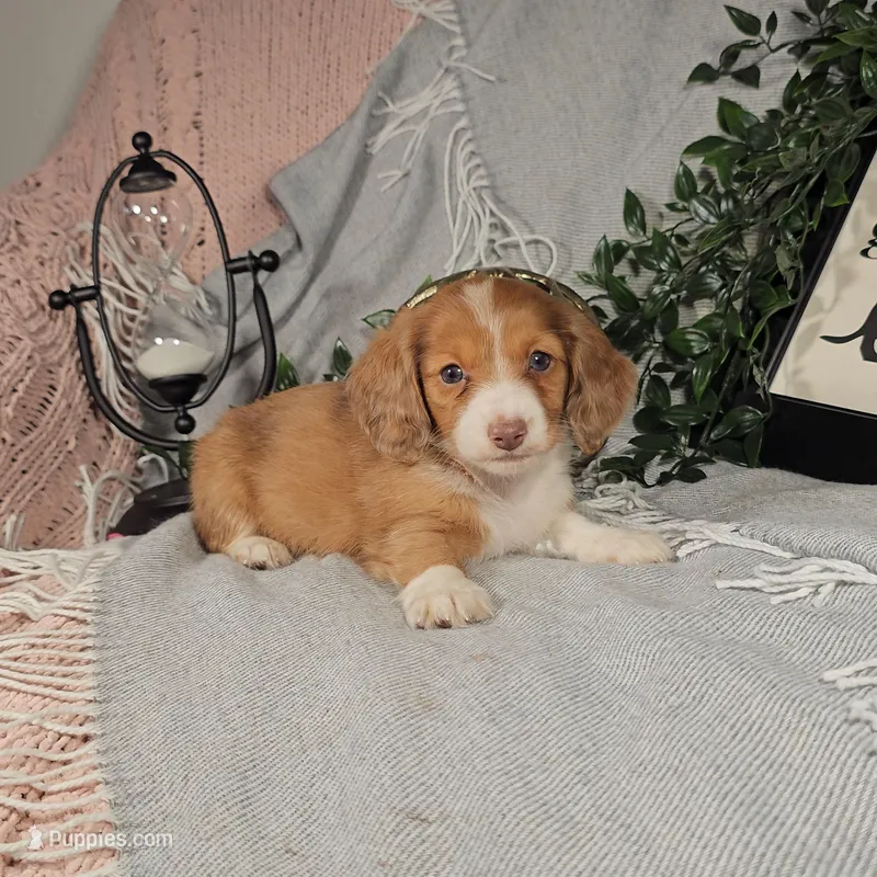 EDEN – Miniature Dachshund puppy for sale in Nappanee, IN