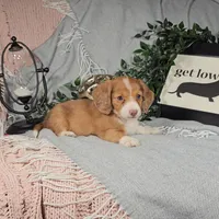 EDEN, a female Miniature Dachshund for sale in Nappanee, IN – Photo 4 of 4