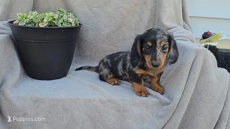 JADE – Miniature Dachshund puppy for sale in Nappanee, IN