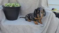 JADE, a female Miniature Dachshund for sale in Nappanee, IN – 1 of 2