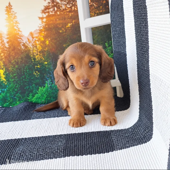 PEBBLES – Miniature Dachshund puppy for sale in Nappanee, IN