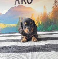 SILAS, a male Miniature Dachshund for sale in Nappanee, IN – 4 of 5