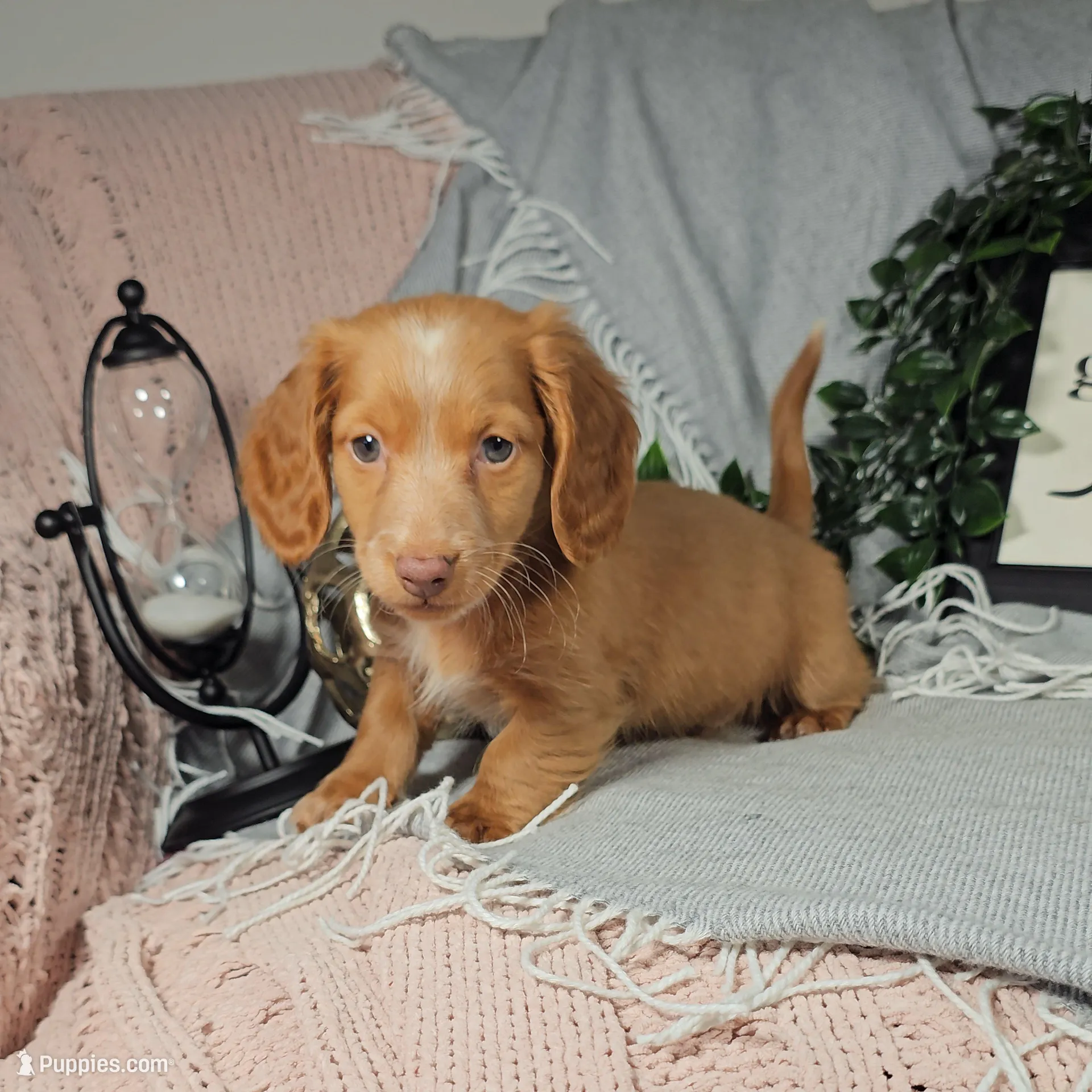 SAMSON, a male Miniature Dachshund for sale in Nappanee, IN – Photo 2 of 3