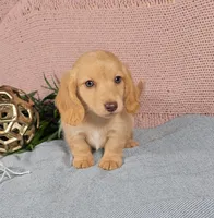 JACE, a male Miniature Dachshund for sale in Nappanee, IN – 4 of 4
