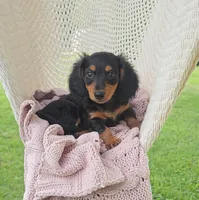 WEBSTER, a male Miniature Dachshund for sale in Nappanee, IN – 1 of 5