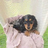 COCOA, a male Miniature Dachshund for sale in Nappanee, IN – 3 of 3