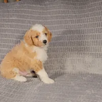 MAVERICK , a male Aussiedoodle for sale in Nappanee, IN – 2 of 4